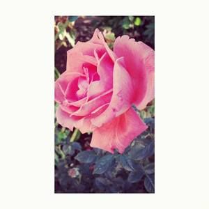 Meet your Posher, Felicitas